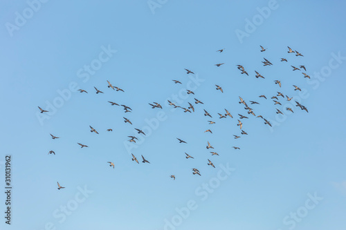 pigeons flying in blue sky