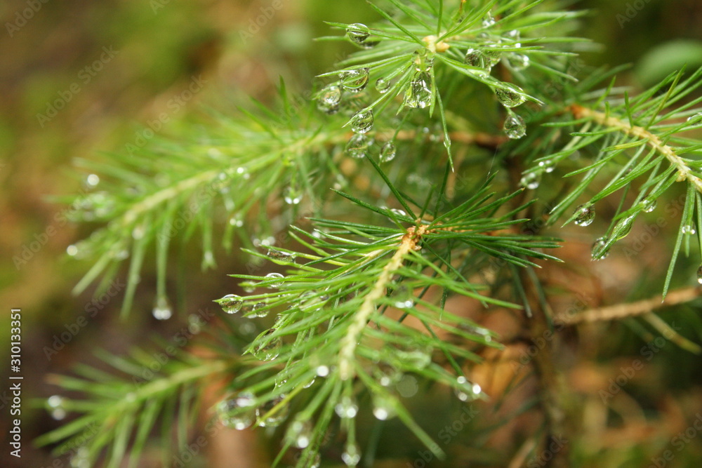 close up of a evergreen small tree branch with drops of water after rain close up of a evergreen small tree branch with drops of water after rain