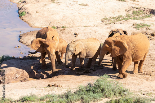 Herd of African elephants (Loxodonta africana) at Addo Elephant National Park, Eastern Cape, South Africa. Herd drinking at waterhole photo