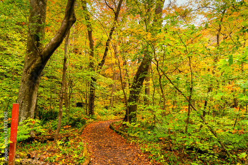 View of Oirase Stream Walking Trail in the colorful foliage of autumn forest