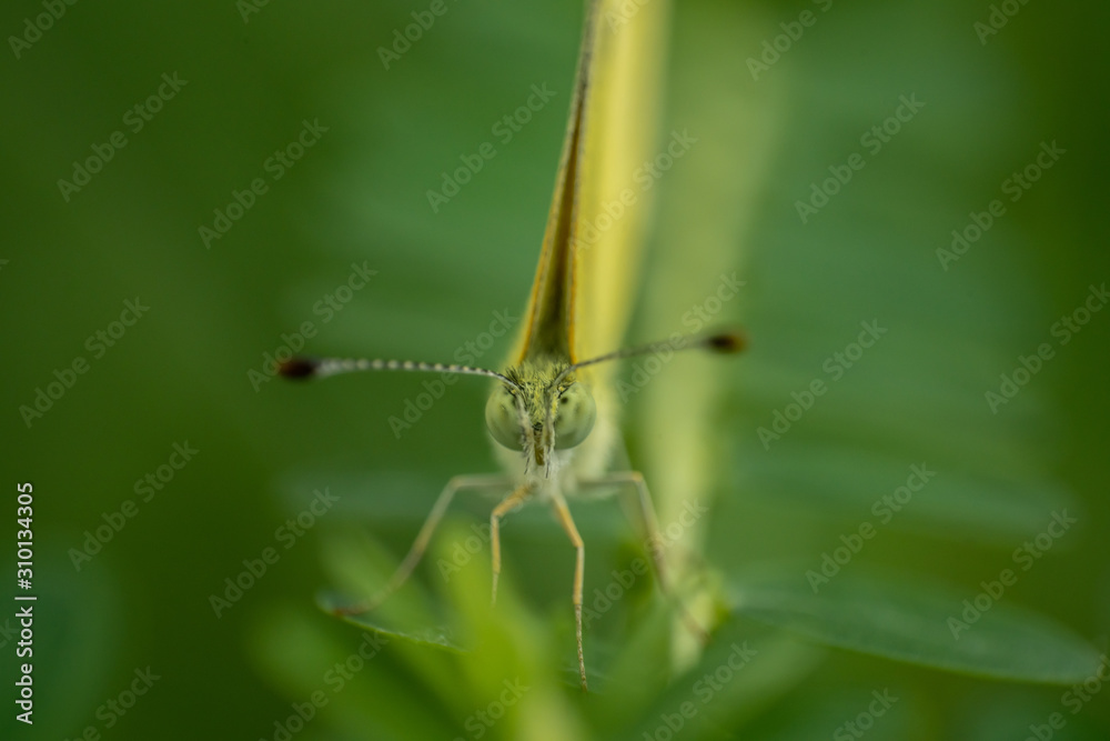 butterfly frontal shot butterfly frontal shot