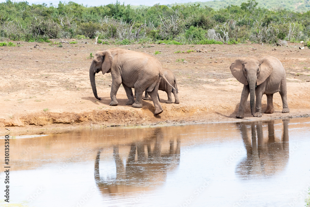 African elephants (Loxodonta africana) at Addo Elephant National Park, Eastern Cape, South Africa reflected in Gwarrie Pan