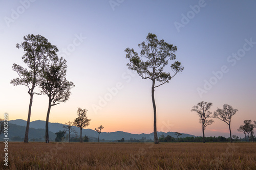 Wallpaper Mural sweet sunrise above the big trees in the rice field during harvest season. Torontodigital.ca