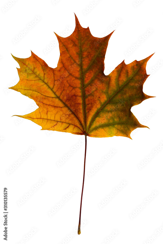 One bright maple leaf on a white background One bright maple leaf on a white background