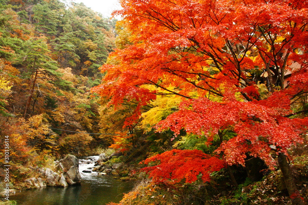 日本の秋　昇仙峡の紅葉