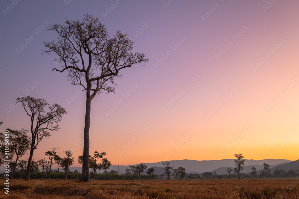 sweet sunrise above the big trees in the rice field during harvest season. sweet sunrise above the big trees in the rice field during harvest season.