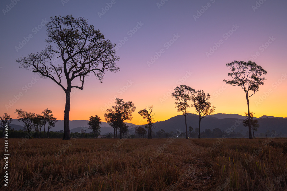 sweet sunrise above the big trees in the rice field during harvest season.