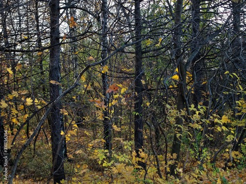 yellow leaves on bushes in autumn in the forest, Russia.