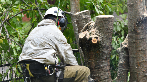 A worker with a helmet works at a height in the trees. Climber on a white background. Arborist man cuts branches with a chainsaw and throws it to the ground. Lumberjack works with a chainsaw.