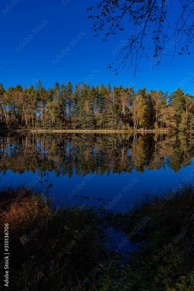 Golden Polish Autumn with reflection of the trees in Black Lake Niepolomice Forest Poland October 2019