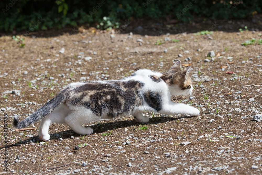 Young three month old semi-feral kitten stalking a bird on gravel crouched low to the ground, animal behaviour - obrazy, fototapety, plakaty 