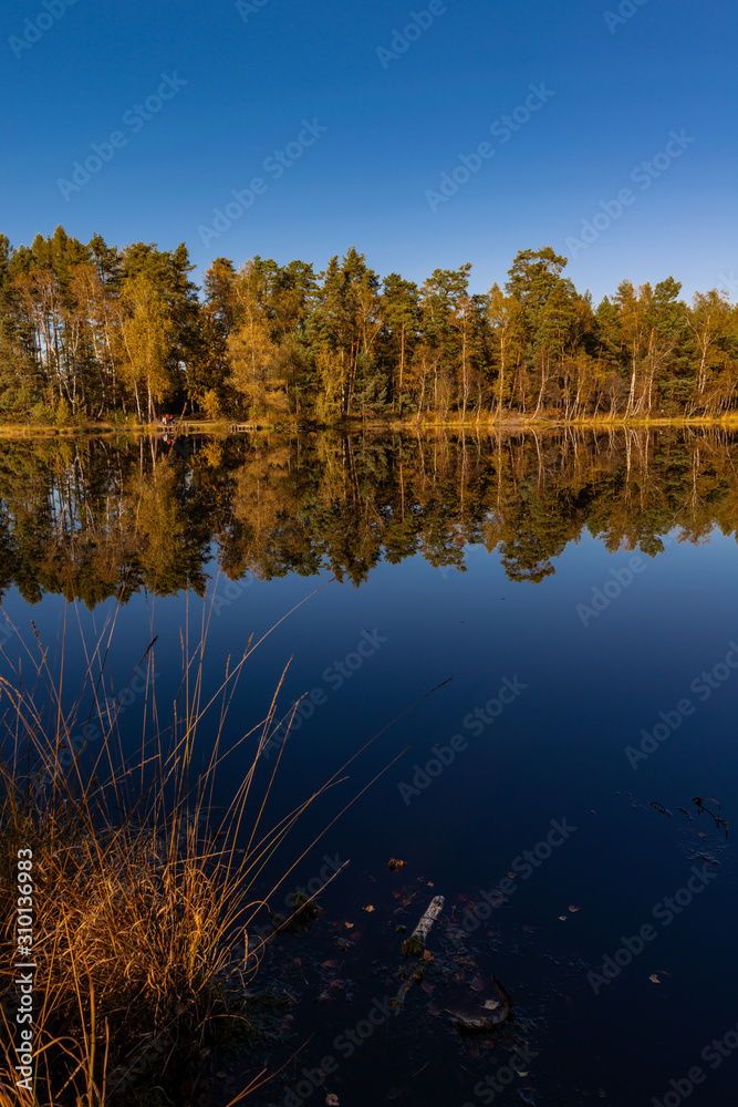 Golden Polish Autumn with reflection of the trees in Black Lake Niepolomice Forest Poland October 2019