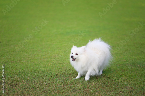 White Pomeranian dog on green lawn. © meepoohyaphoto