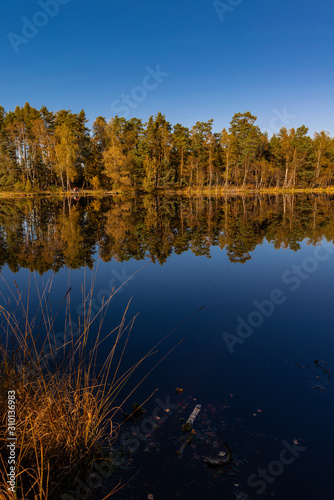 Golden Polish Autumn with reflection of the trees in Black Lake Niepolomice Forest Poland October 2019 © Arthur
