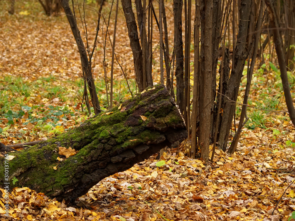 moss-covered stump in autumn in the forest, Russia. moss-covered stump in autumn in the forest, Russia.