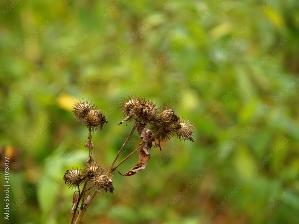 thorn heads in autumn in the forest, Russia. thorn heads in autumn in the forest, Russia.