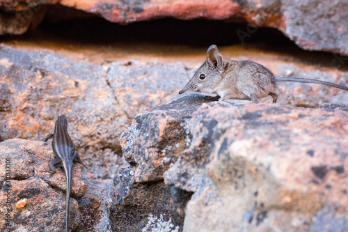 Elephant shrew (Macroscelididae) (belongs to the Little 5) sitting on a stone and watching a lizard climbing up the rock, South Africa photo