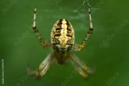 yellow poisonous spider