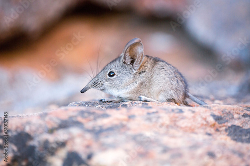 Close up of a cute Elephant shrew (Macroscelididae) (belongs to the Little 5) sitting on a stone, South Africa photo
