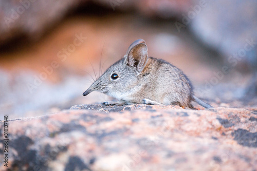Close up of a cute Elephant shrew (Macroscelididae) (belongs to the Little 5) sitting on a stone, South Africa