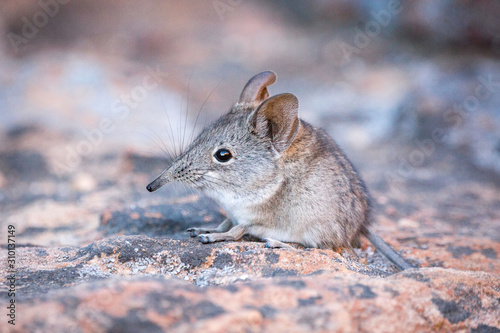 Close up of a cute Elephant shrew (Macroscelididae) (belongs to the Little 5) sitting on a stone, South Africa