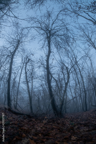 Spooky tree through the fog