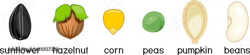 Set of different edible seeds isolated on white background