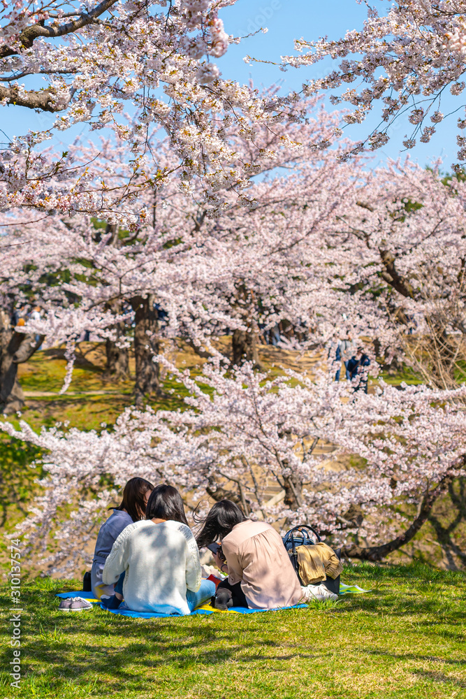 Naklejka premium Goryokaku star fort park in springtime cherry blossom full bloom season with clear blue sky sunny day, visitors enjoy the beautiful sakura flowers in Hakodate city, Hokkaido, Japan