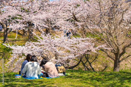 Goryokaku star fort park in springtime cherry blossom full bloom season with clear blue sky sunny day, visitors enjoy the beautiful sakura flowers in Hakodate city, Hokkaido, Japan