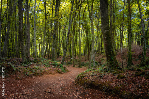 La Fageda d'en Jorda