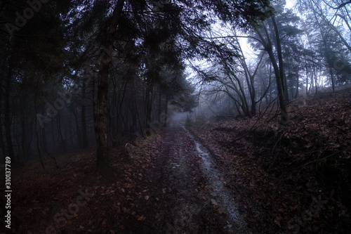 Spectral pathway through the wood and the fog