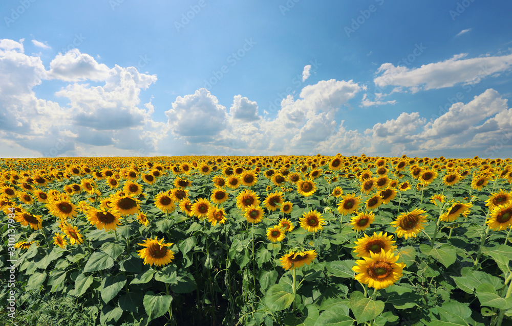 Sunflowers are blooming and light from the sun on a clear day.