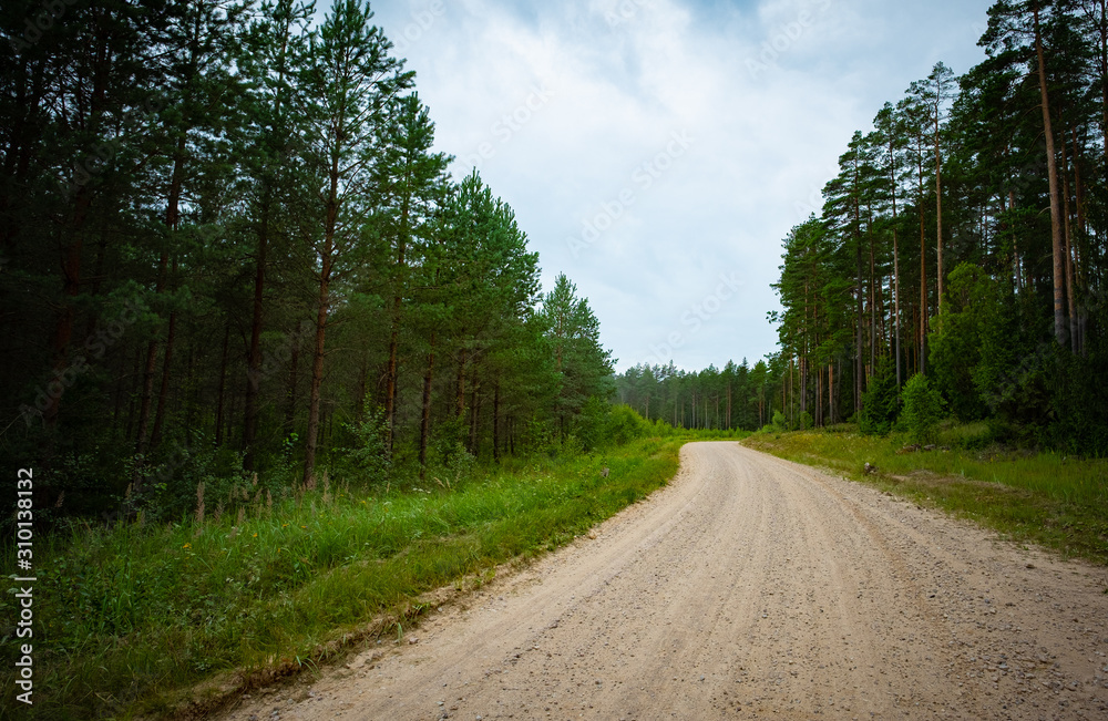 Unpaved country road in pine tree forest