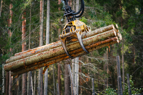 Forestry forwarder is loading logs in a pile in forest photo