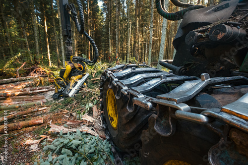 Forestry harvester cutting trees in pine forest