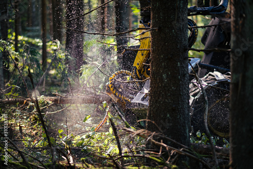 Forestry harvester cutting trees in pine forest