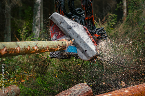 Forestry harvester cutting trees in pine forest