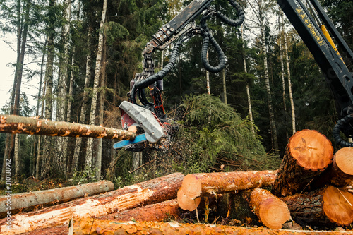 Forestry harvester cutting trees in pine forest