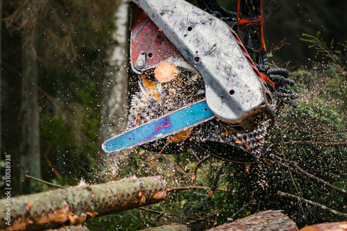 Forestry harvester cutting trees in pine forest
