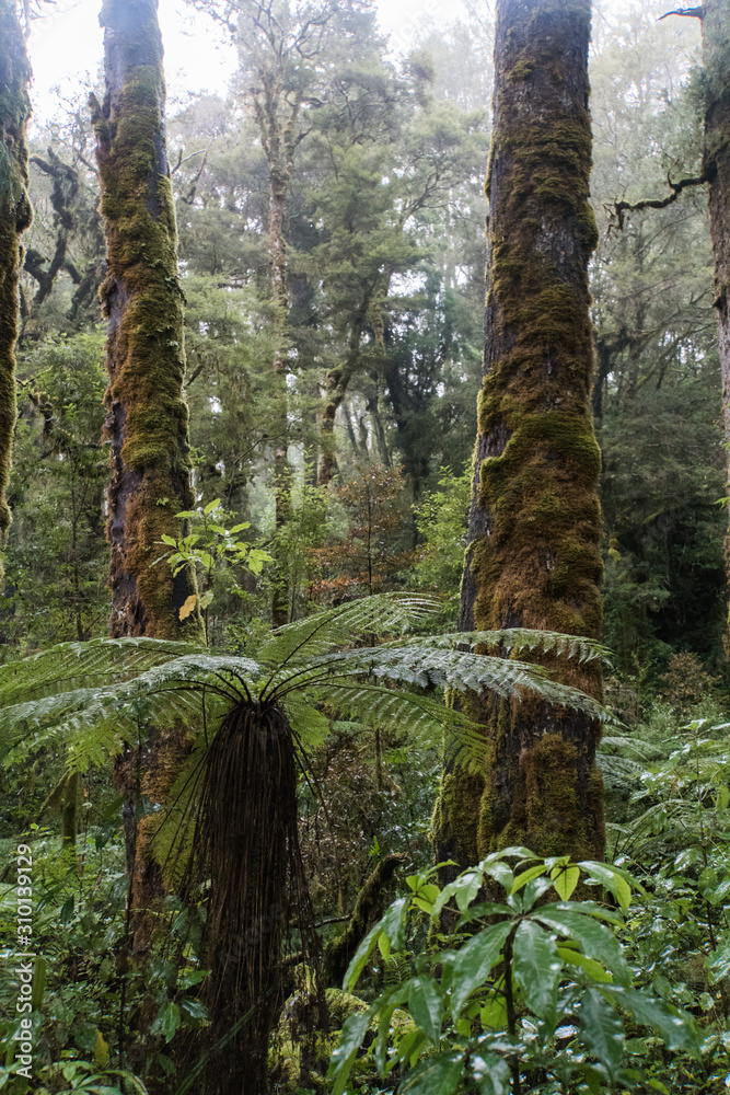 Fototapeta premium Oparara walkway in Kahurangi National Park