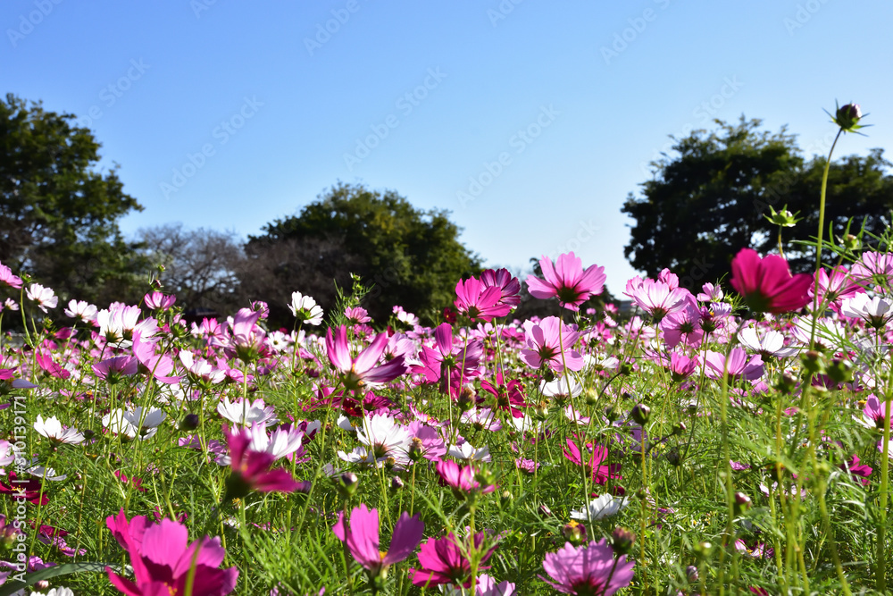 コスモス畑
