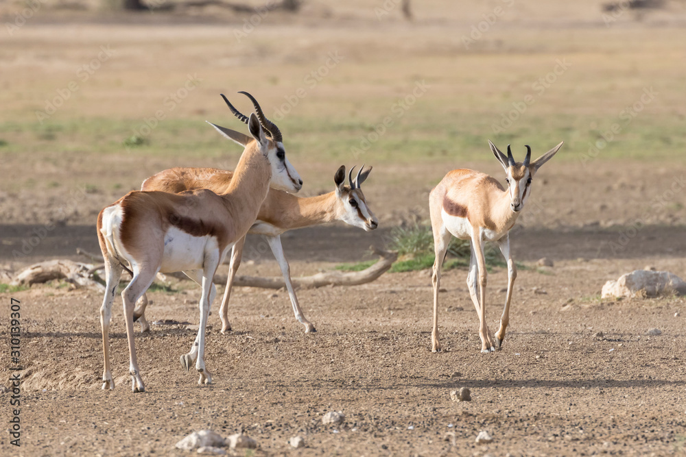 Springbok or Springbuck (Antidorcas marsupialis) at dawn in early morning mist, Auob River, Kgalagadi Transfrontier Park, Kalahari, Northern Cape, South Africa Springbok or Springbuck (Antidorcas marsupialis) at dawn in early morning mist, Auob River, Kgalagadi Transfrontier Park, Kalahari, Northern Cape, South Africa