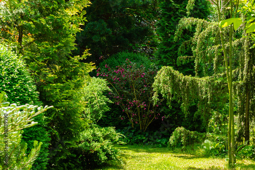 Juniper silver hanging curtain of juniper Juniperus communis Horstmann against backdrop of evergreen magic garden. Elegant North Caucasus nature concept for design. photo