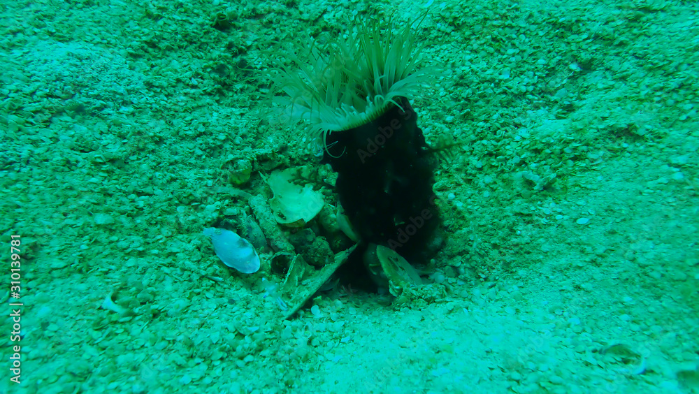 Fototapeta premium OLYMPUS DIGITAL CAMERA