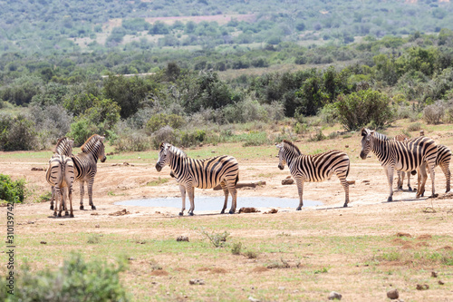  Burchell s Zebra  Equus quagga burchellii  Addo Elephant National Park  Eastern Cape  South Africa  herd gathered around waterhole