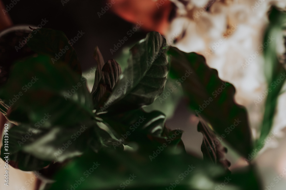 Green coffee tree leafs in close up view, coffee plant background Green coffee tree leafs in close up view, coffee plant background