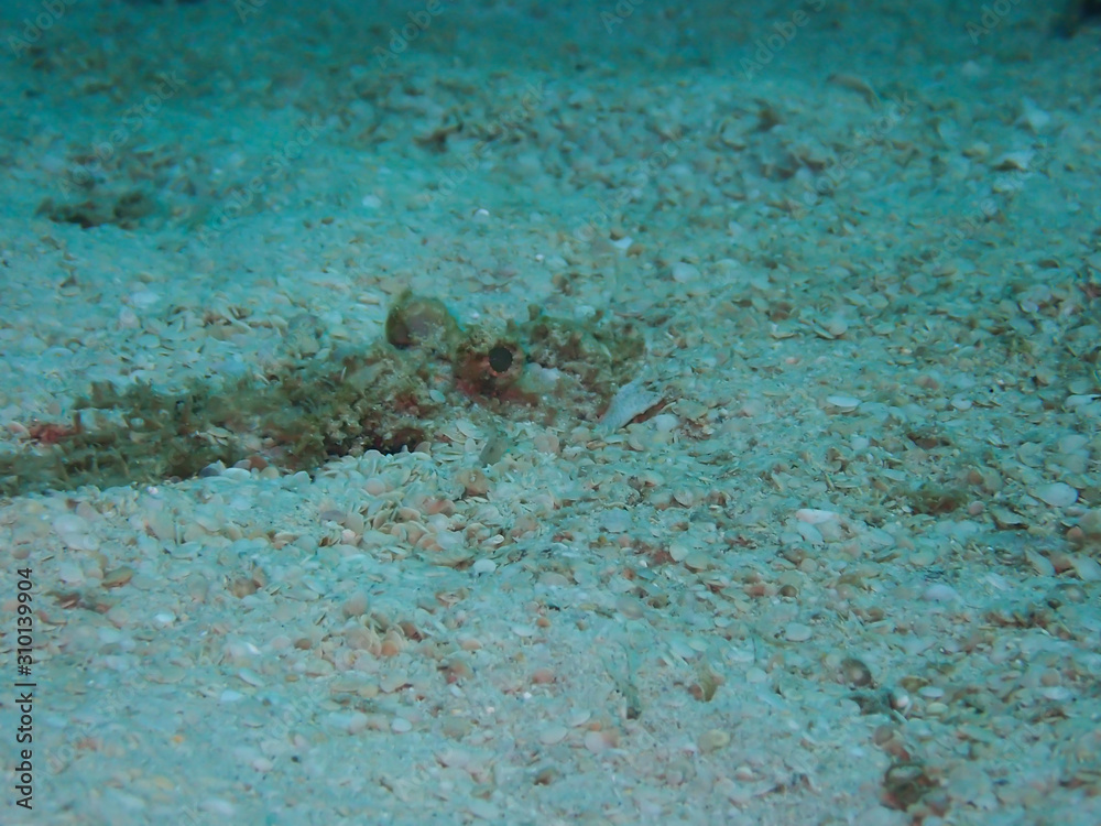 Fish hiding on the ocean floor under the sea, see only the eyes. Fish hiding on the ocean floor under the sea, see only the eyes.