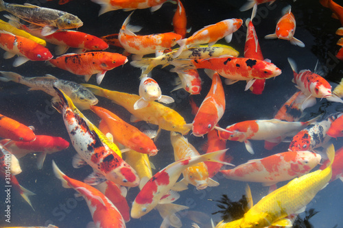 Fototapeta Japanese fish for ornamental ponds and aquariums