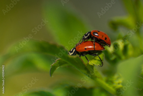 ladybugs love