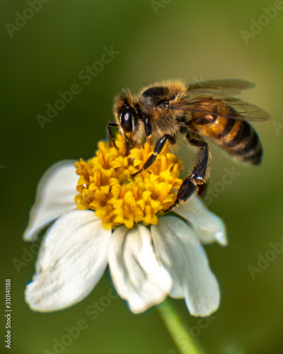 extreme close up bee © OscarLoRo